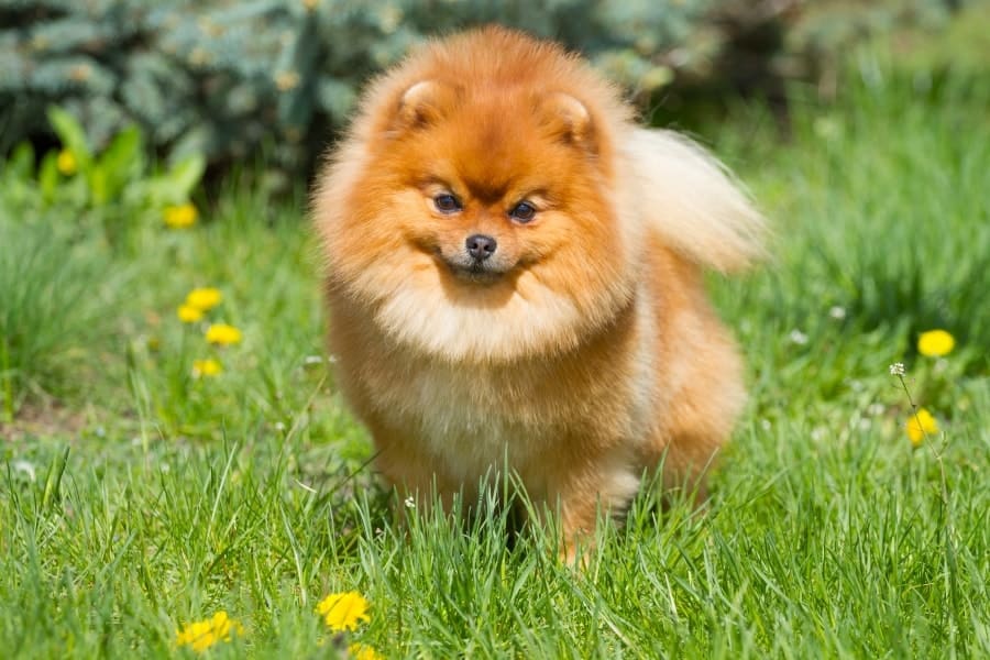 Pomeranian in a grass field