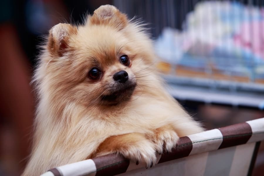 Pomeranian looking over a chair