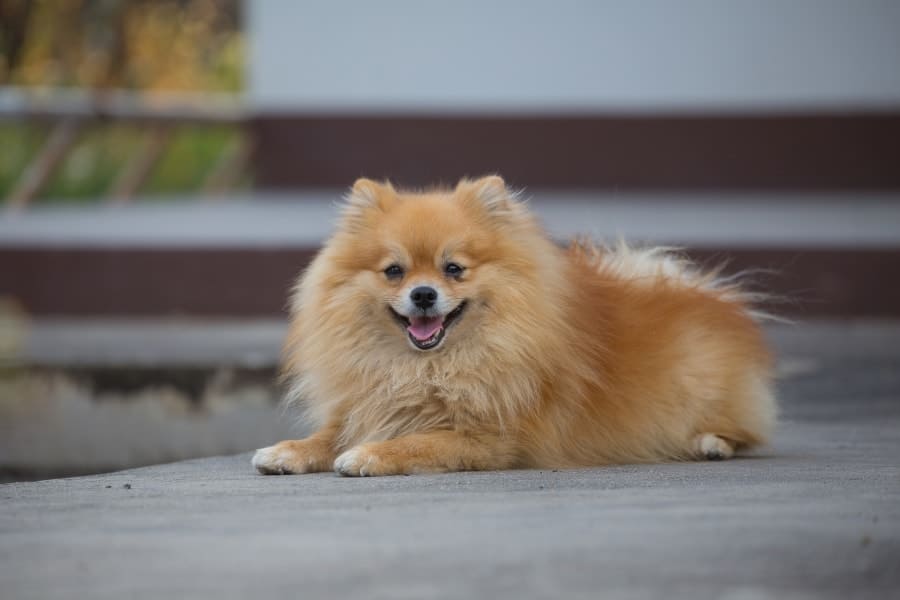 Pomeranian lying on ground happy