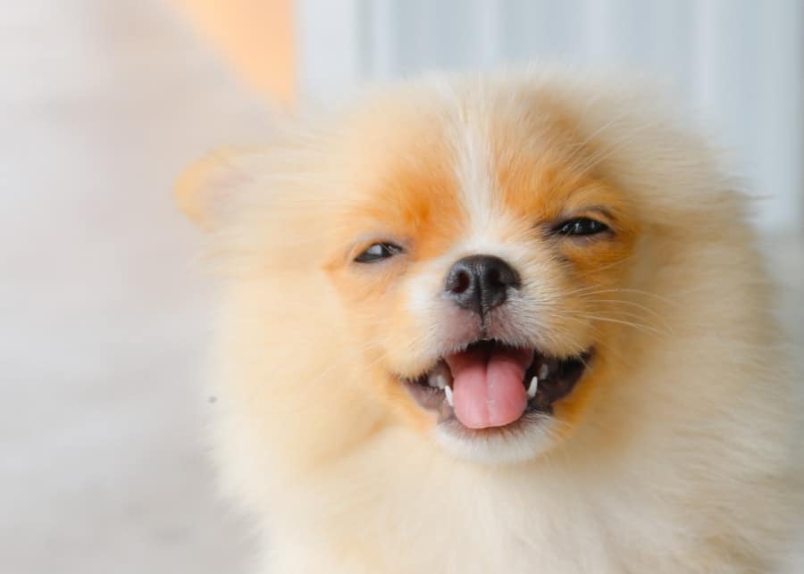 Pomeranian puppy smiling