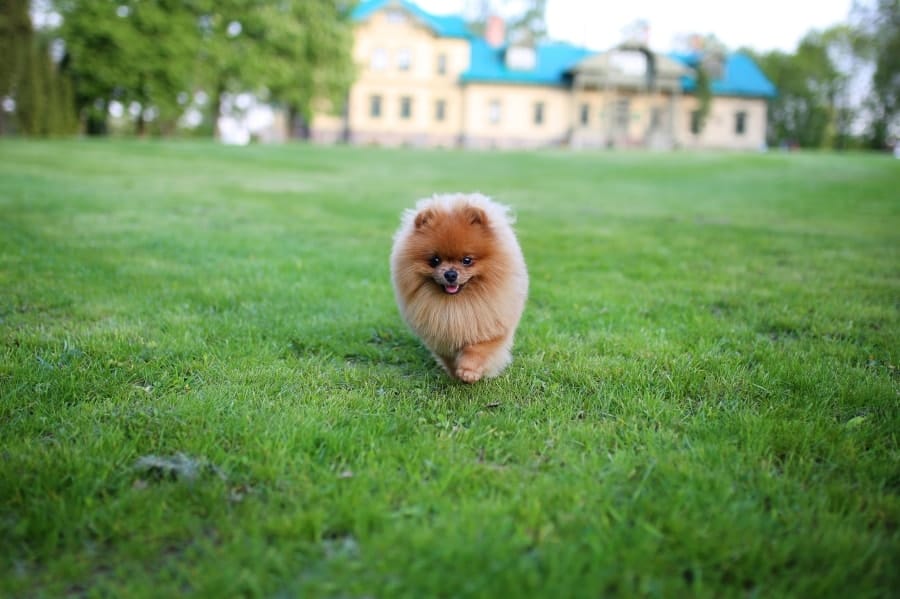 Pomeranian running in grass