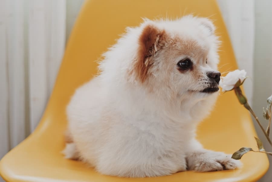 Pomeranian sitting on a chair with flower