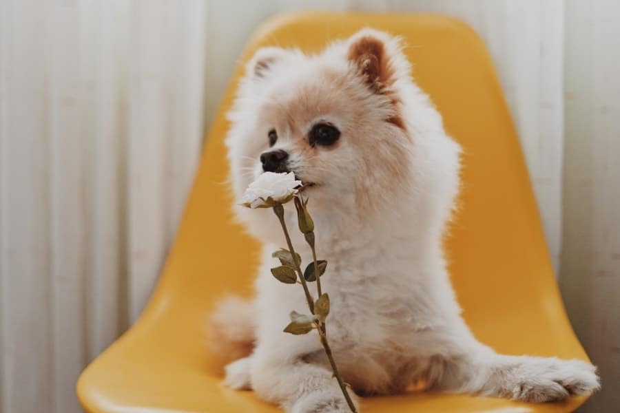 Pomeranian sitting on chair with flower