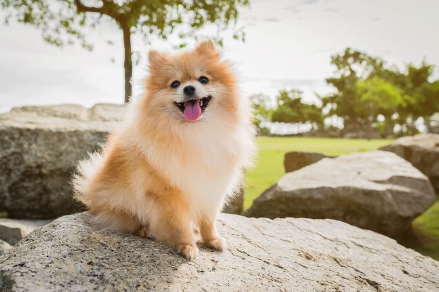 Pomeranian sitting on rock