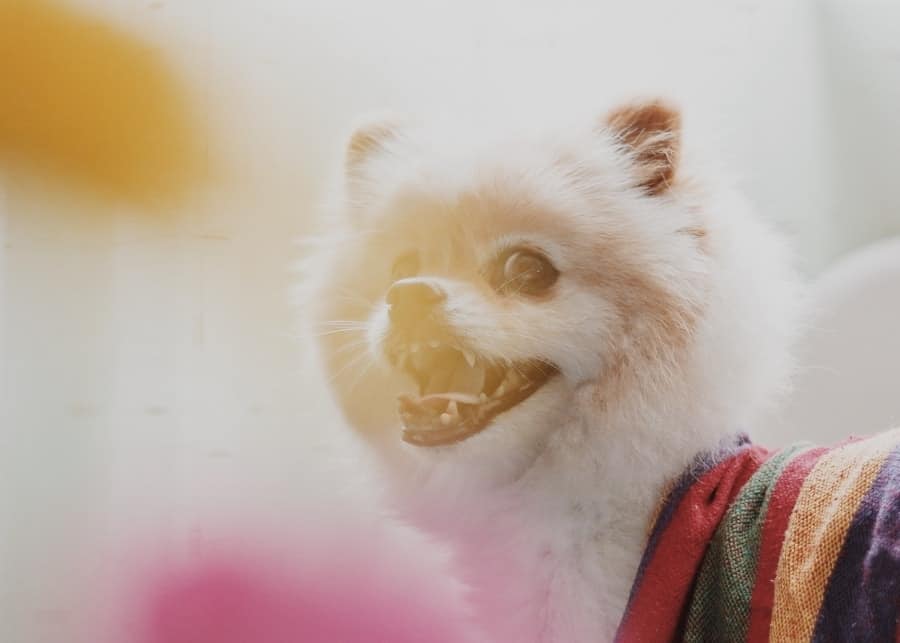 Pomeranian with rainbow blanket