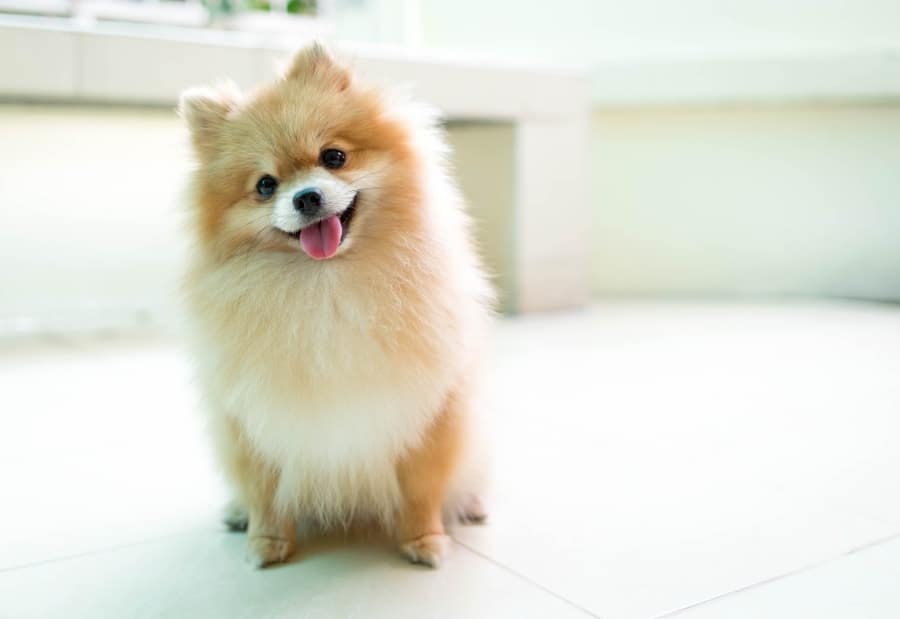 Pomeranian tilting their head