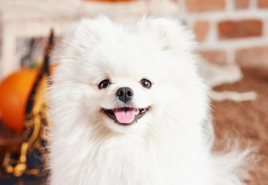 White Pomeranian indoors
