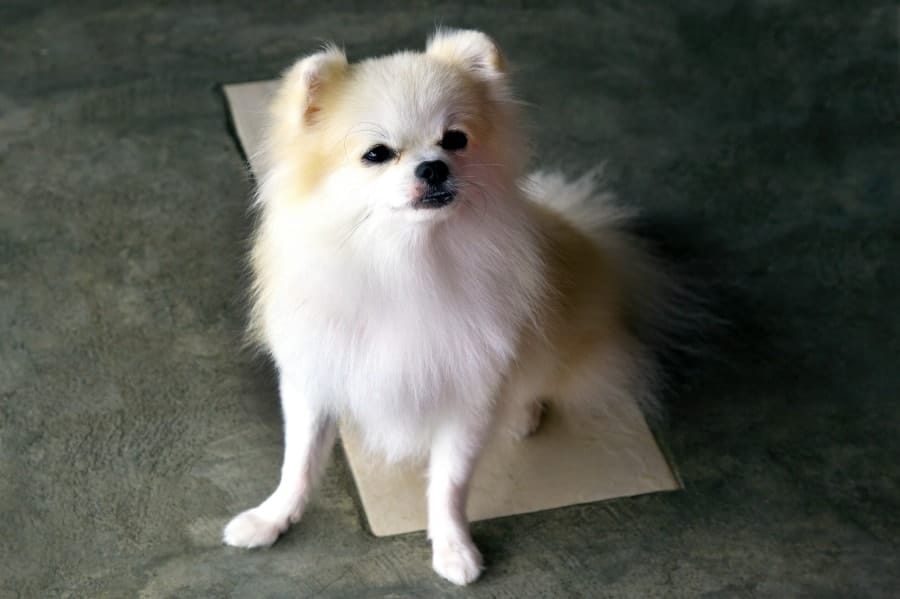 White Pomeranian looking up
