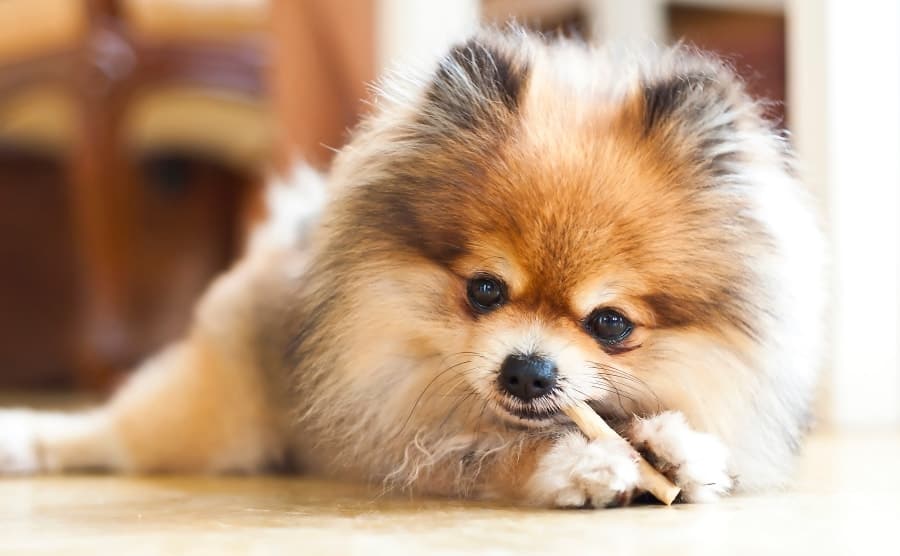 Pomeranian chewing on dental chew