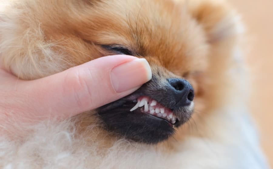 Pomeranian teeth