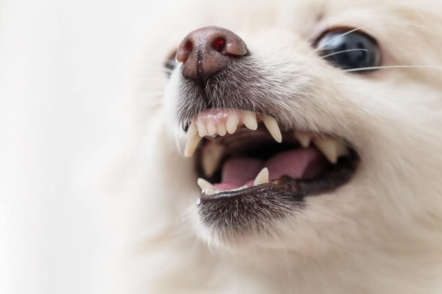 Pomeranian showing their teeth