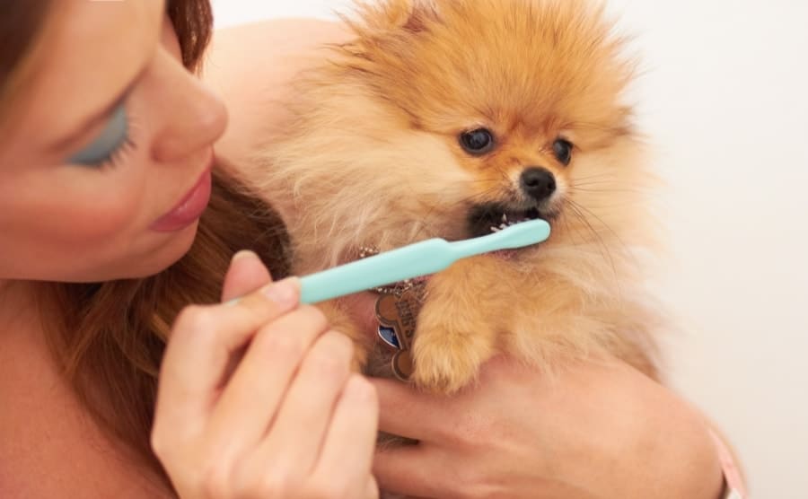 Pomeranian teeth cleaning