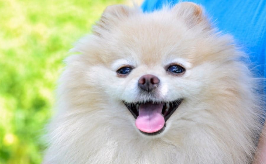 White Pomeranian showing mouth
