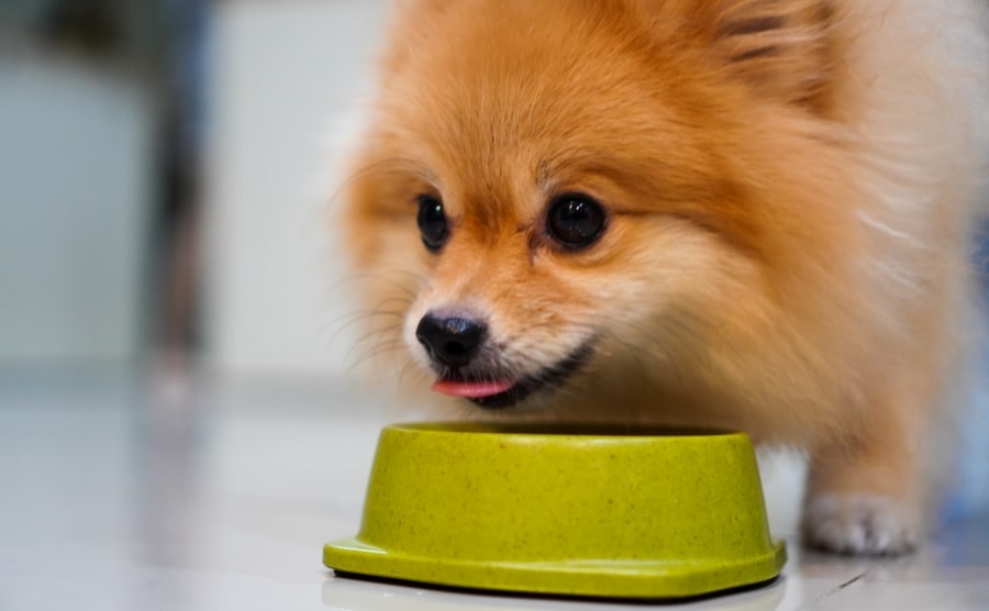 Pomeranian drinking from bowl