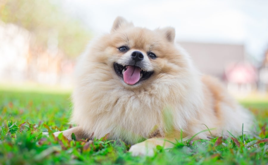 Pomeranian in grass