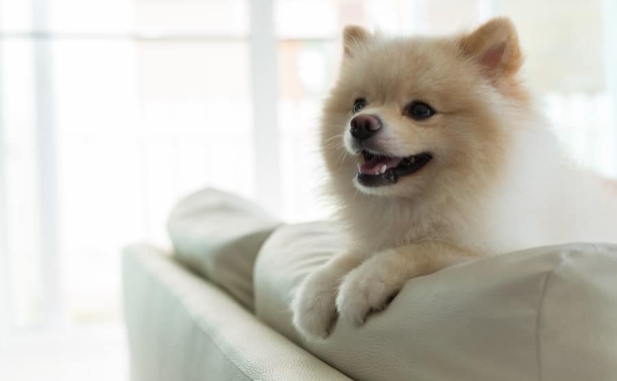Pomeranian sitting on sofa