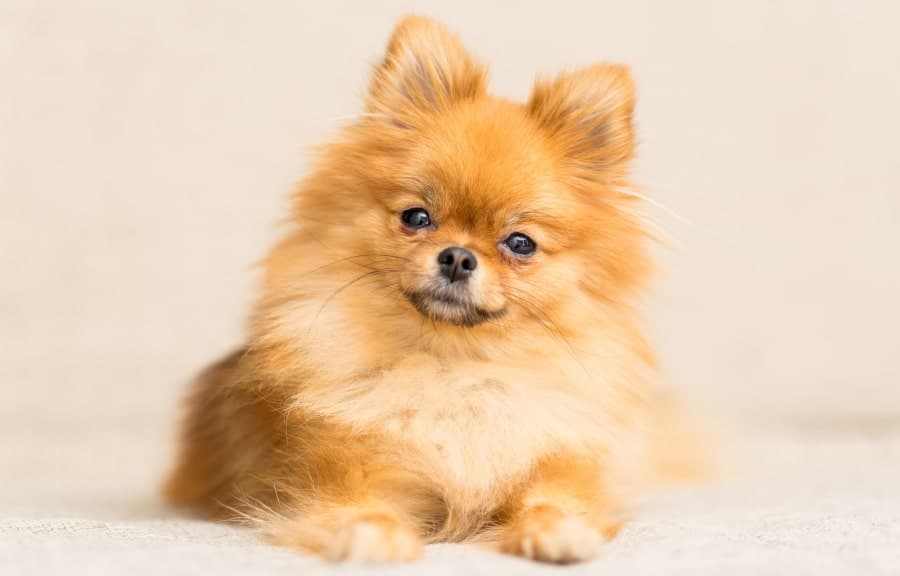 Pregnant Pomeranian looking forward