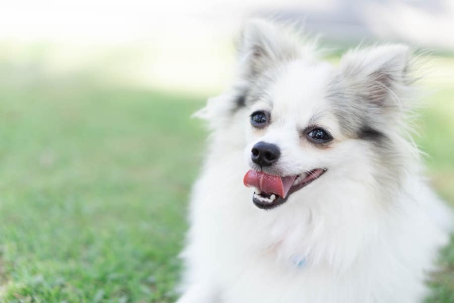 White Pomeranian in park