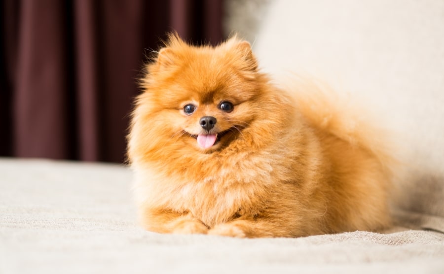 Pomeranian smiling on bed