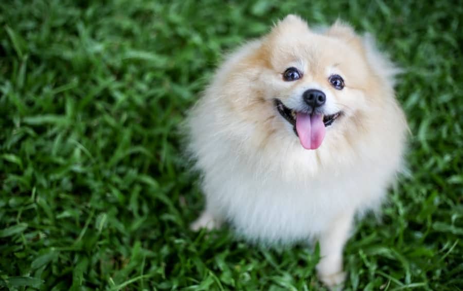 Pomeranian in grass looking up