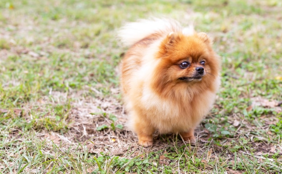 Pomeranian in grass
