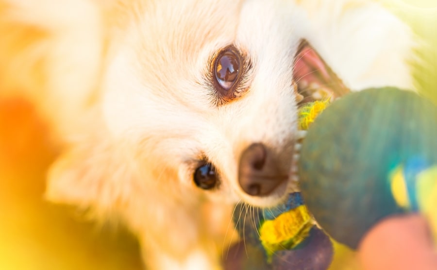 Pomeranian pulling chew toy