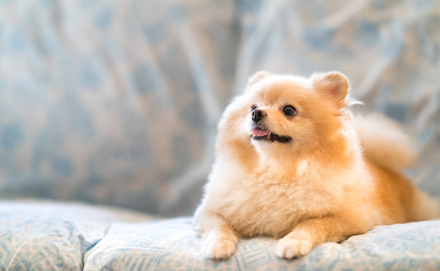 Pomeranian sitting on couch