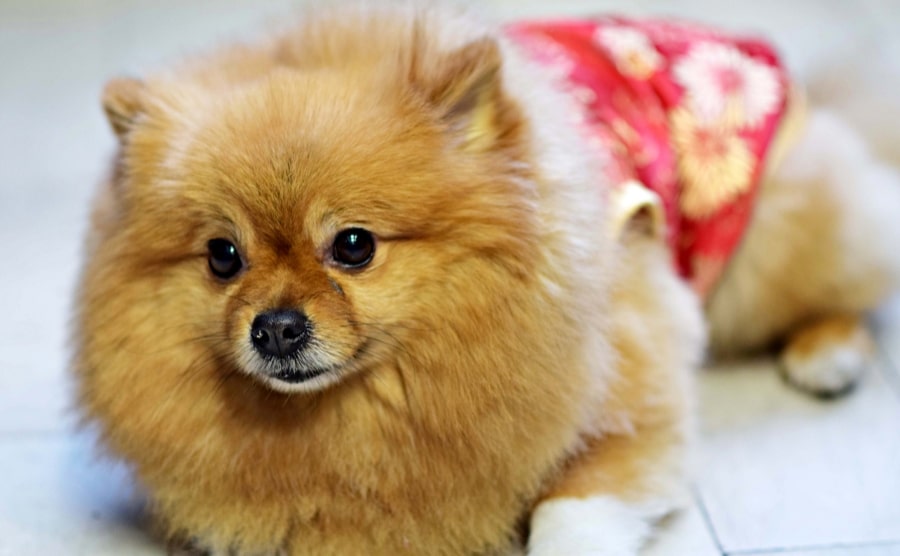 Pomeranian wearing a skirt