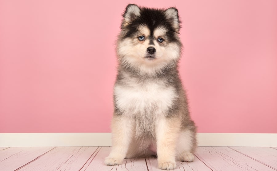 Pomsky sitting alone