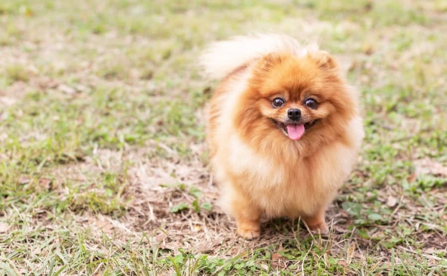 Smiling Pomeranian in grass