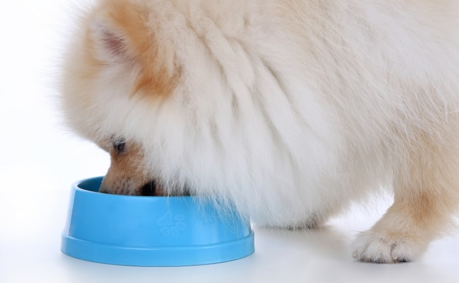 White Pomeranian puppy eating