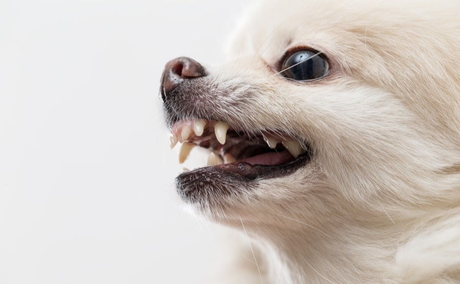 White Pomeranian showing teeth