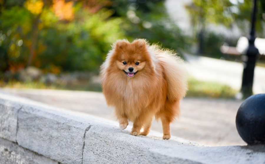 Pomeranian on pavement