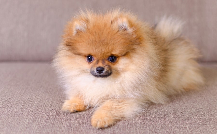 Pomeranian puppy sitting down