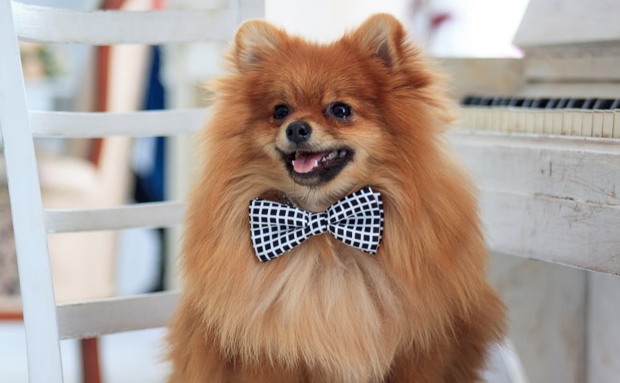 Pomeranian with bow tie