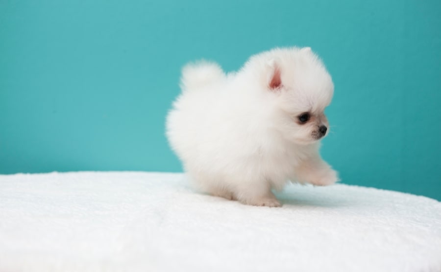 White Pomeranian puppy on a bed