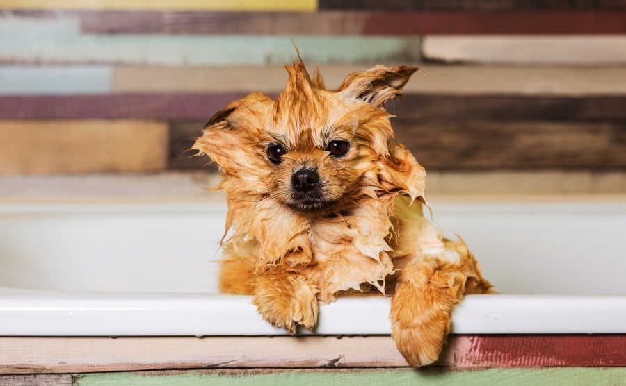 Pomeranian puppy bathing