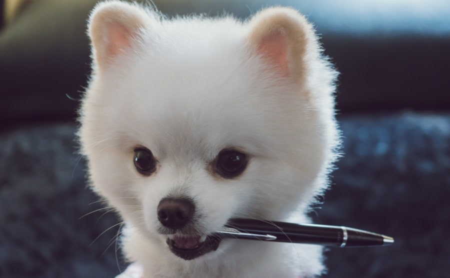 Pomeranian puppy biting a pen