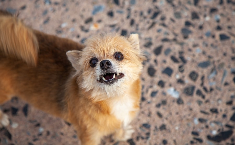 Shaved Pomeranian looking up