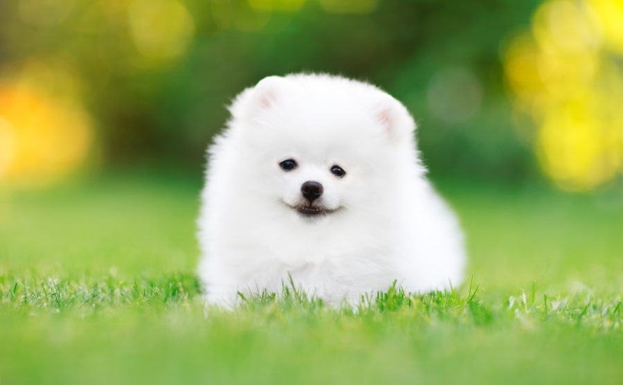 White Pomeranian puppy in grass