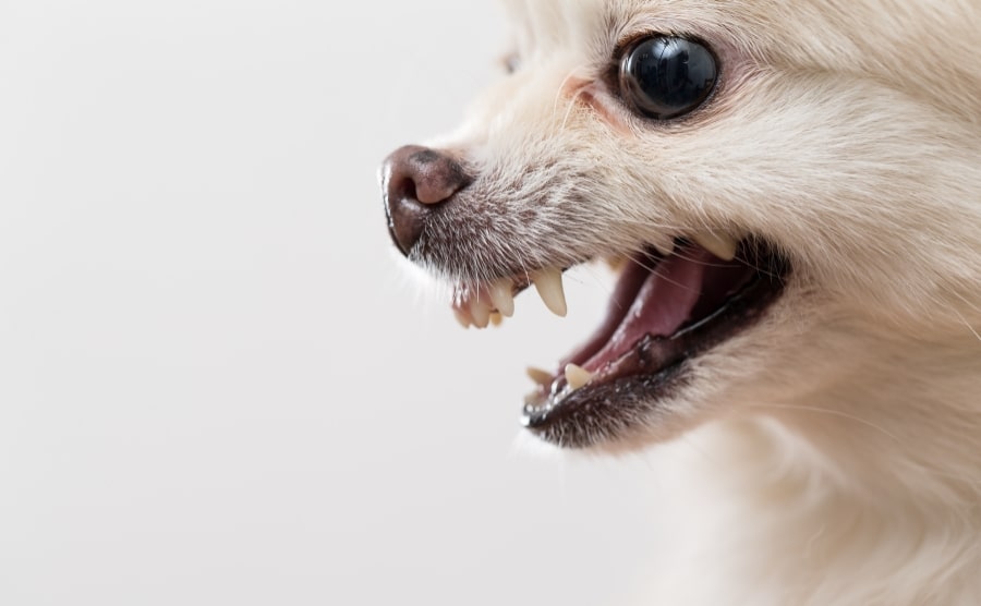 White Pomeranian teething