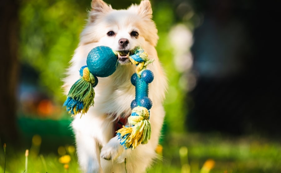 White Pomeranian with chew toy