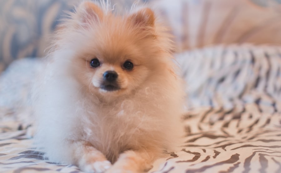 Fluffy Pomeranian puppy