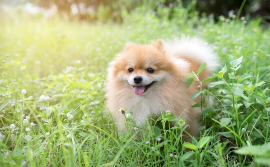 Pomeranian in grass staring