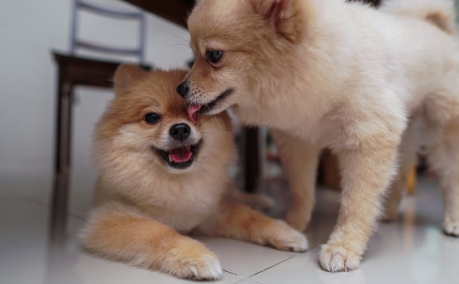 Pomeranian licking another Pomeranian