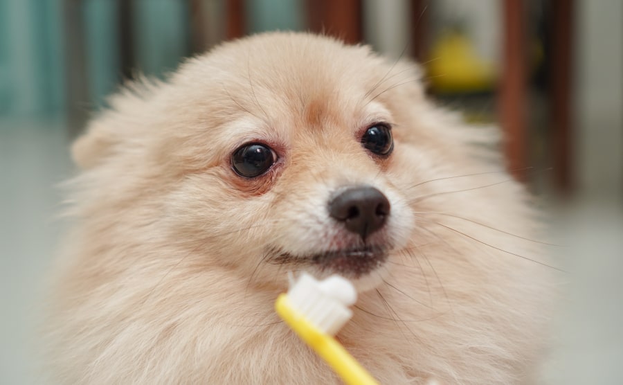 Pomeranian looking at toothbrush