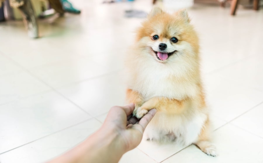 Pomeranian paws in hand