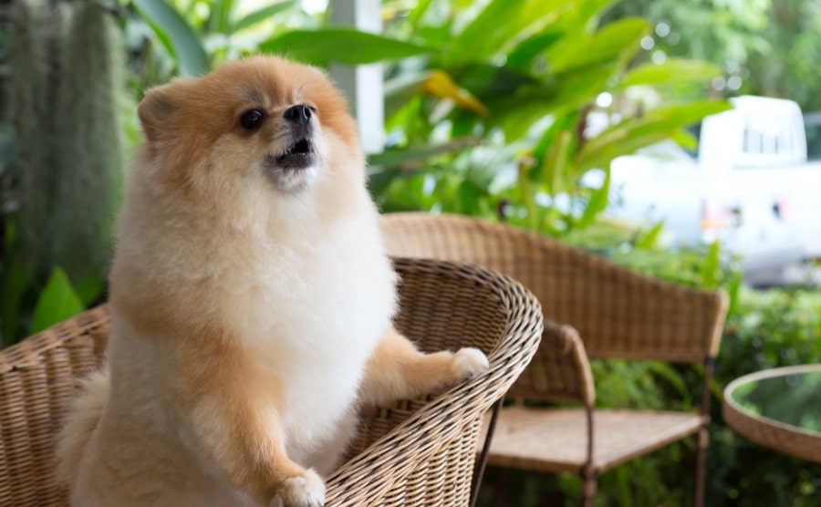 Pomeranian puppy barking