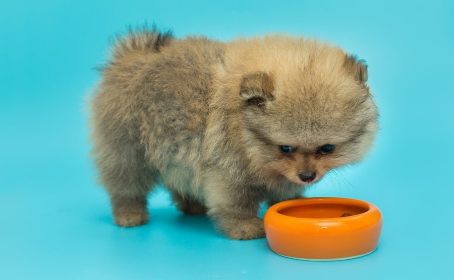 Pomeranian puppy eating