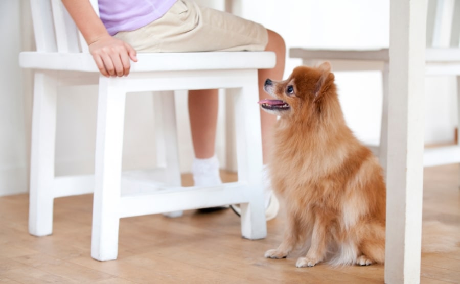 Pomeranian puppy sitting
